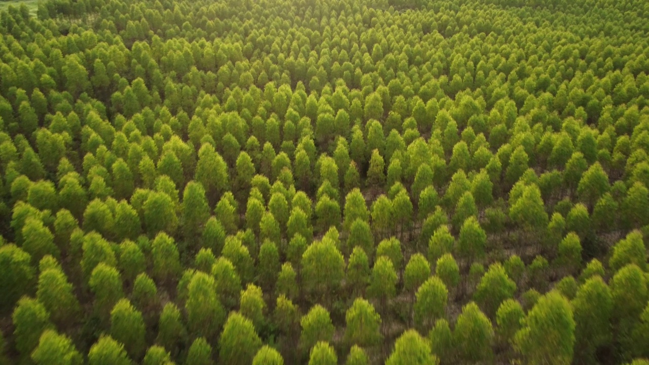 热带国家桉树种植园的鸟瞰图。栽培树木和室外苗圃种植的俯视图。培养业务。美丽的自然景观背景。视频素材