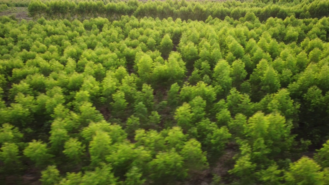 热带国家桉树种植园的鸟瞰图。栽培树木和室外苗圃种植的俯视图。培养业务。美丽的自然景观背景。视频素材