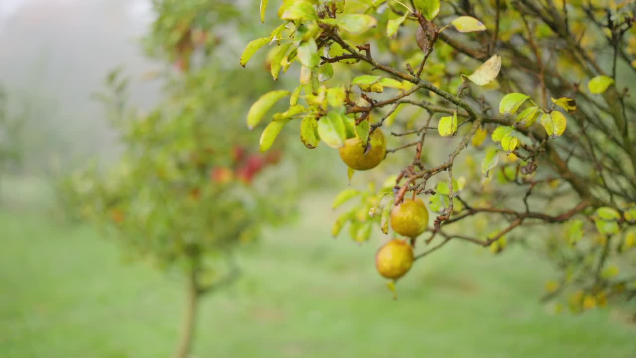 苹果树的树枝上结着红苹果，沾满了露水视频素材