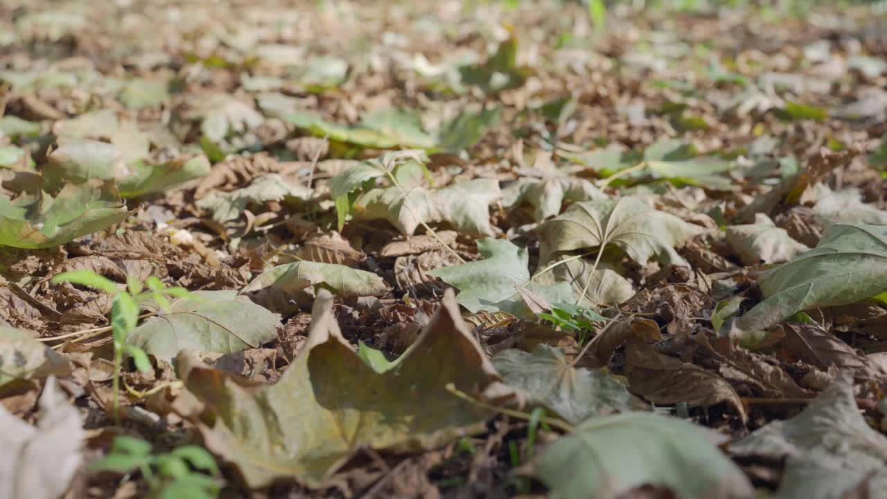 在一个阳光明媚的日子里，秋天飘落的黄叶和干燥的树叶躺在地上。自然秋天背景。镜头在树叶上方慢慢向前移动视频素材