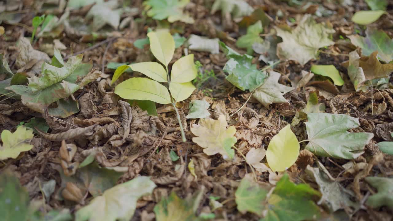 特写的秋天背景树叶覆盖的公园落在一个阳光灿烂的日子。秋天树叶的概念。镜头慢慢移动到左边，慢动作视频素材