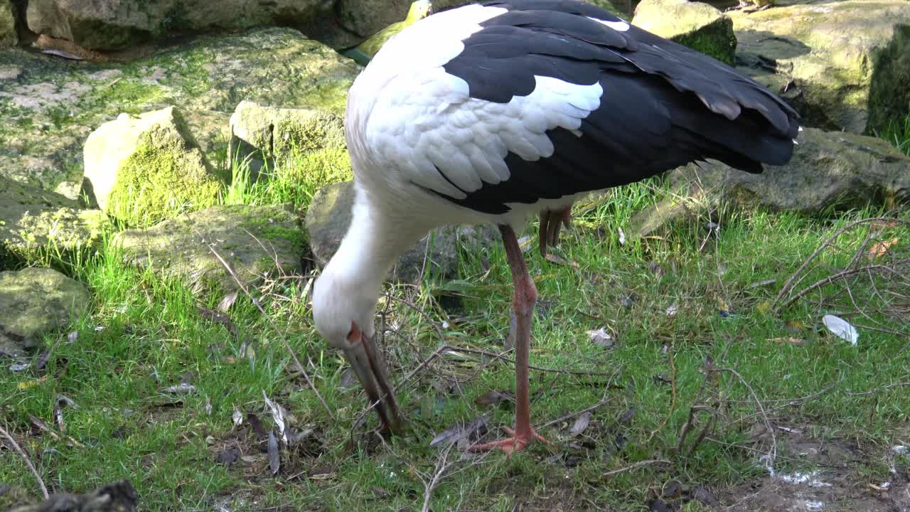 白鹳(Ciconia Ciconia)在草丛中寻找食物视频素材