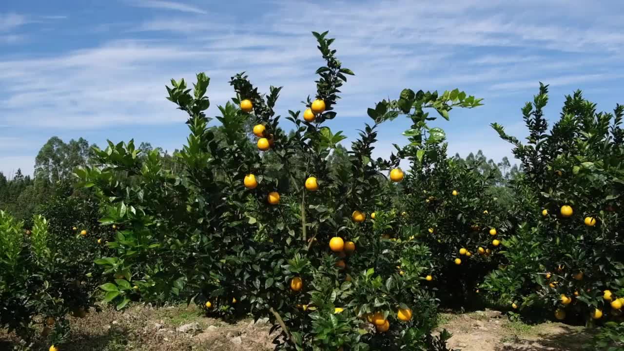 阳光灿烂的日子里，一个成熟的橘子园视频素材