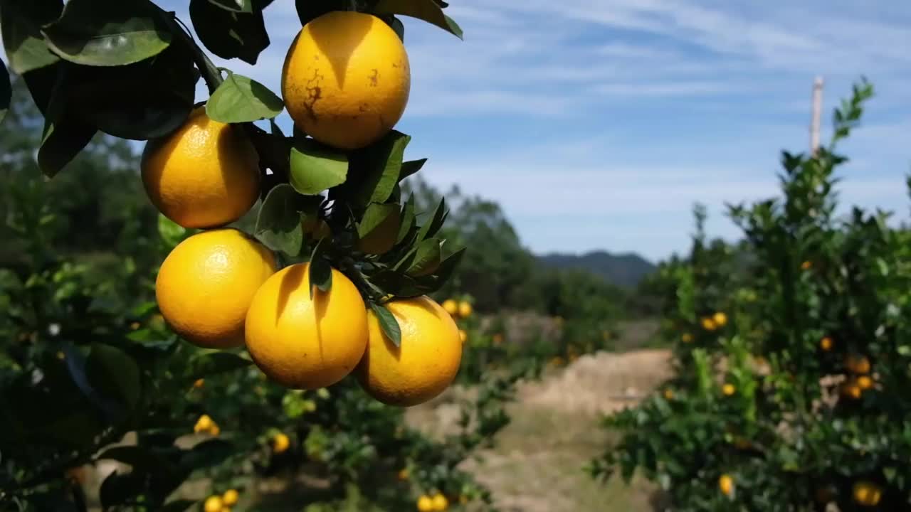 有机农业新果园里的橘子成熟了视频素材