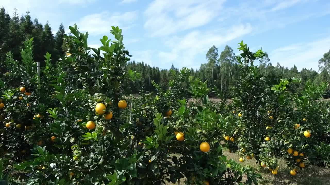 新的农业柑橘园的果实成熟了视频素材