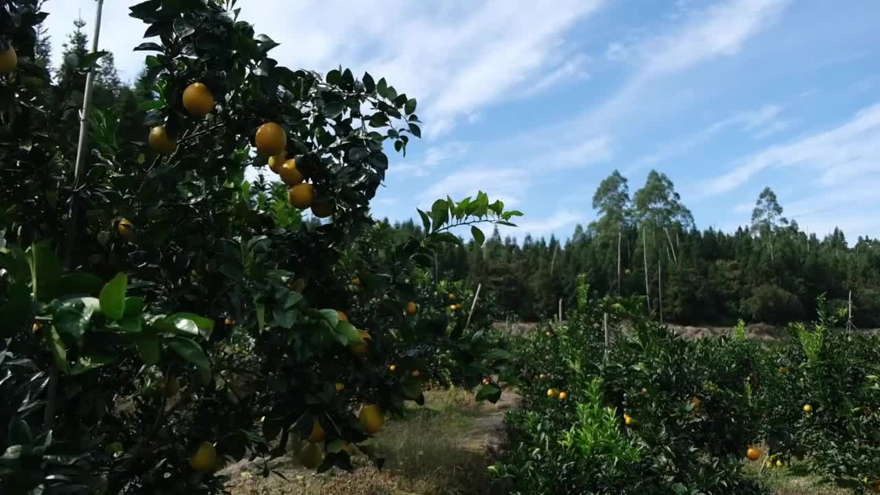 果园里的有机橙子特写视频素材