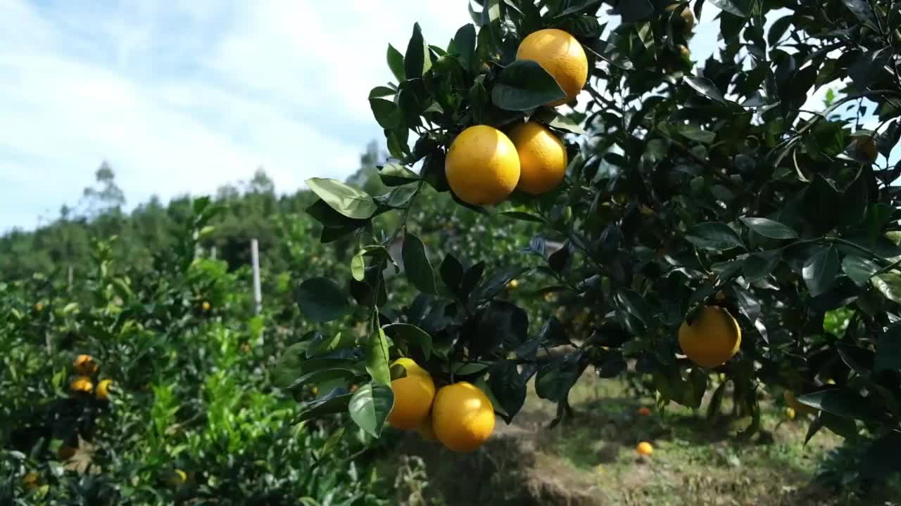 果园里的有机橙子特写视频素材