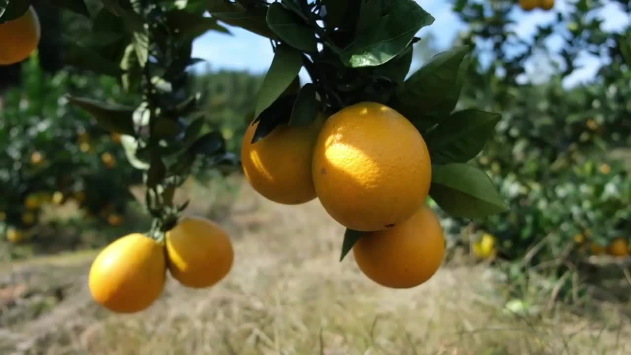 果园里的有机橙子特写视频素材