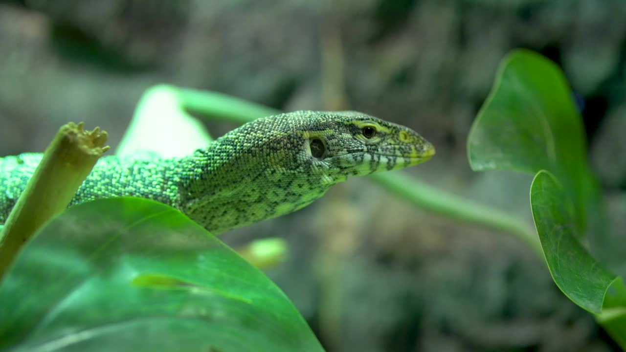 印度尼西亚的孔雀监视器(Varanus auffenbergi)的蜥蜴头特写或Auffenberg监视器视频素材