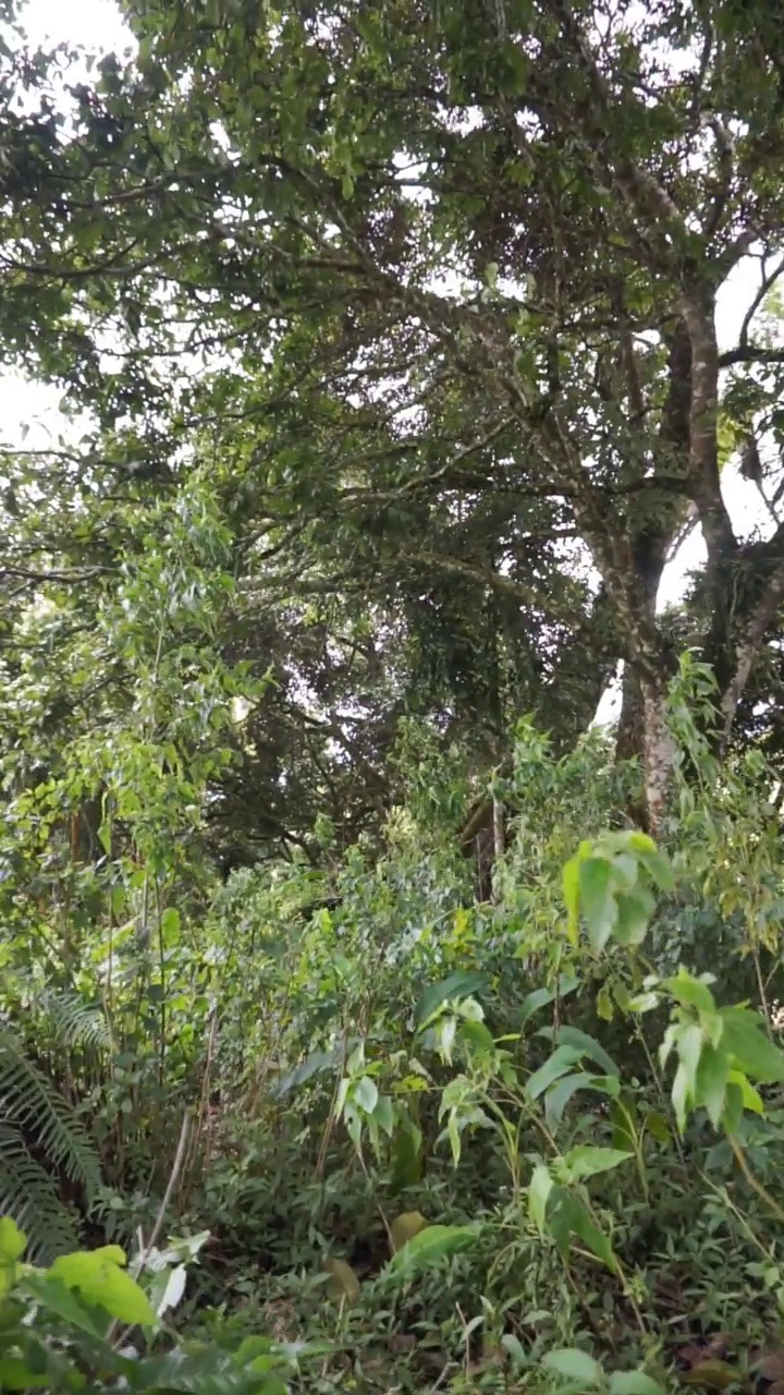 美丽的垂直自然风景山自然全景丘陵，森林的高绿树和山坡的绿色种植园在多云的蓝天下，在白天视频素材