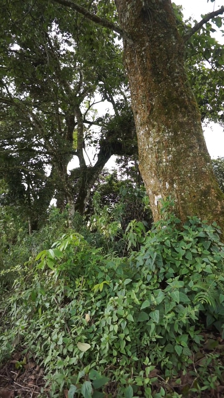 美丽的垂直自然风景山自然全景丘陵，森林的高绿树和山坡的绿色种植园在多云的蓝天下，在白天视频素材