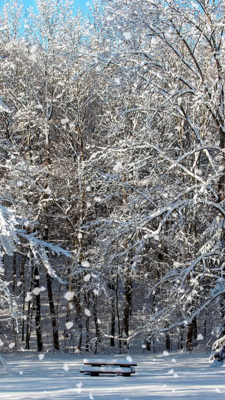 雪林的电影摄影与长凳视频素材