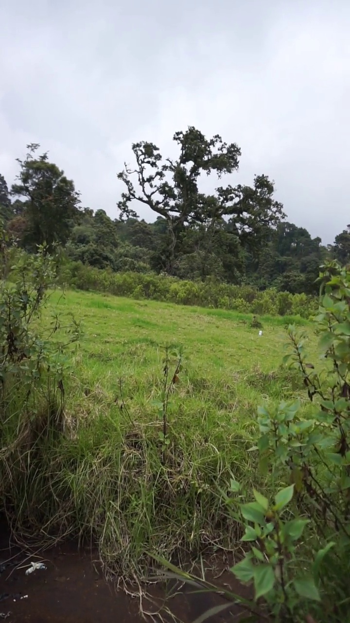 美丽的垂直自然风景山自然全景丘陵，森林的高绿树和山坡的绿色种植园在多云的蓝天下，在白天视频素材