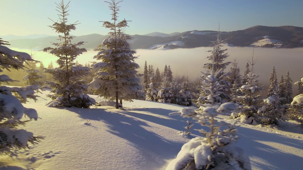 令人惊叹的冬季景观，松树覆盖的积雪森林在寒冷的雾山日出视频素材