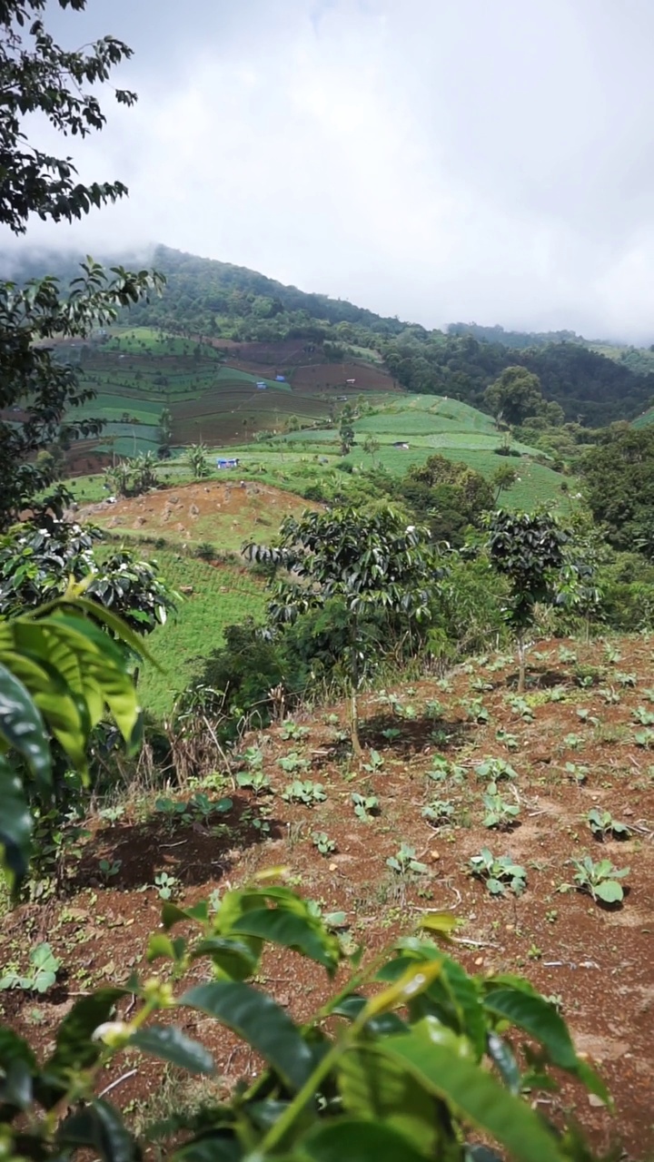 美丽的垂直自然风景山自然全景丘陵，森林的高绿树和山坡的绿色种植园在多云的蓝天下，在白天视频素材