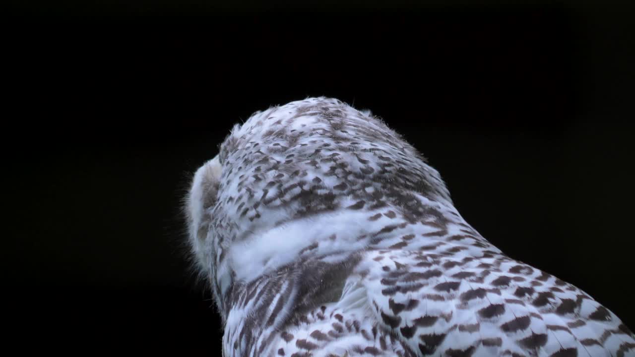 雪鸮头部特写视频素材