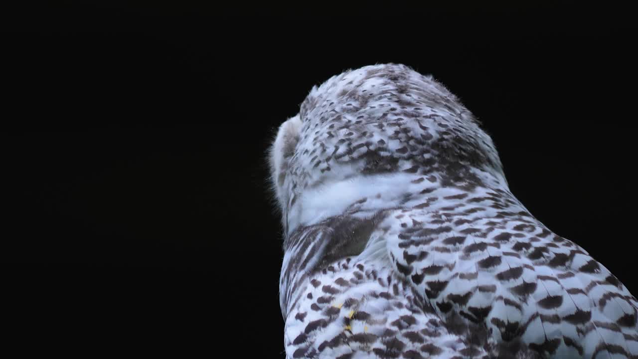 雪鸮头部特写视频素材