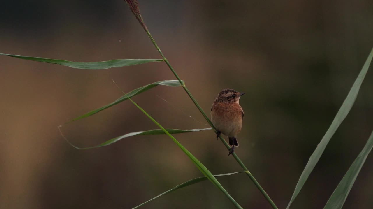 在傍晚的灯光下，有一种小狐(Saxicola rubetra)在车流中产生特殊的灯光效果视频素材