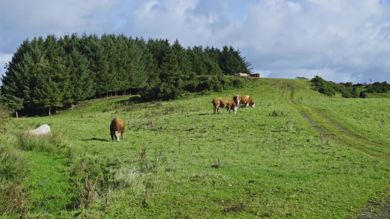 苏格兰的乡村景色，田野里有公牛视频素材