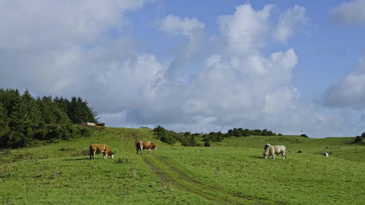 苏格兰乡村的景象，公牛在田野里吃草视频素材