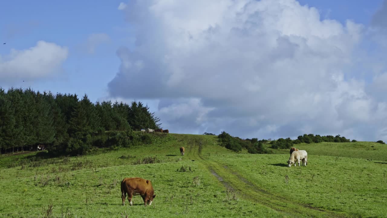 苏格兰的乡村景色，牛群在田野里吃草视频素材