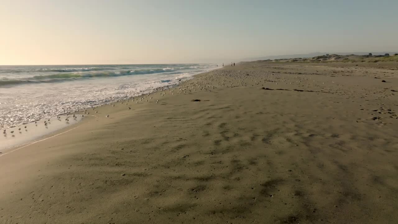 日落时分，太平洋海滩上的鸟儿。加州北部。视频素材