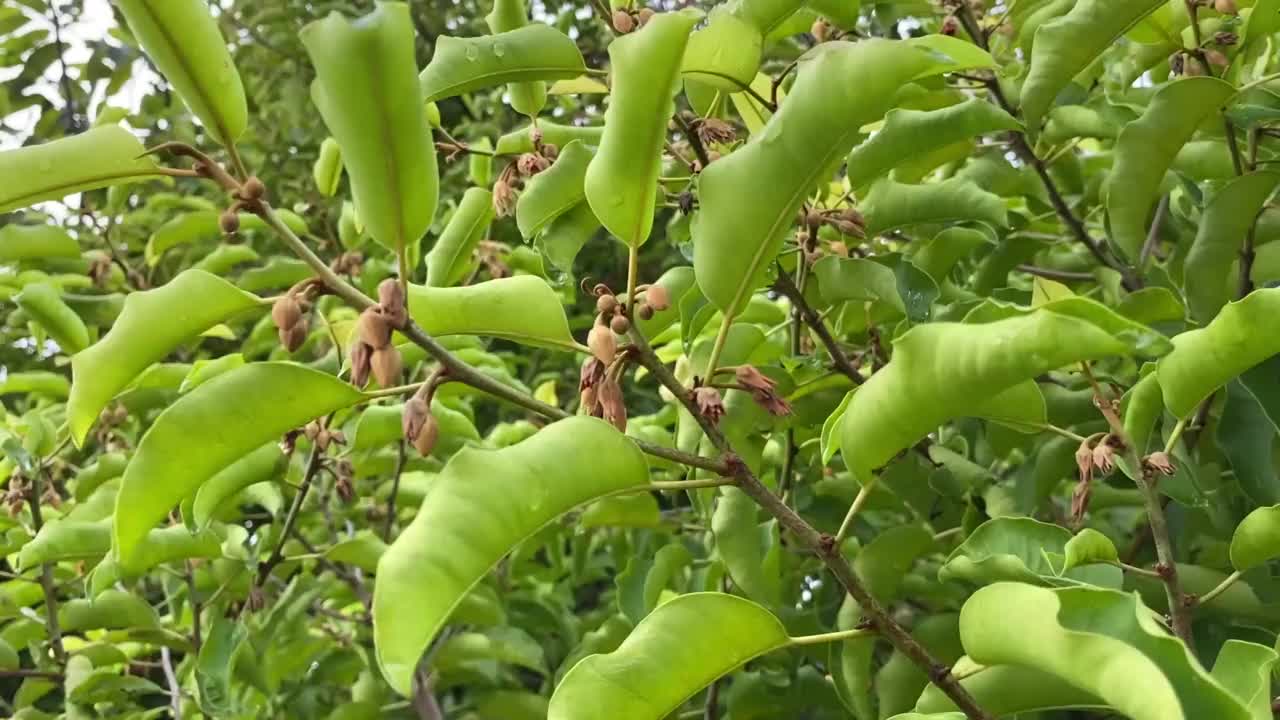 在自然花园的木耳树视频素材