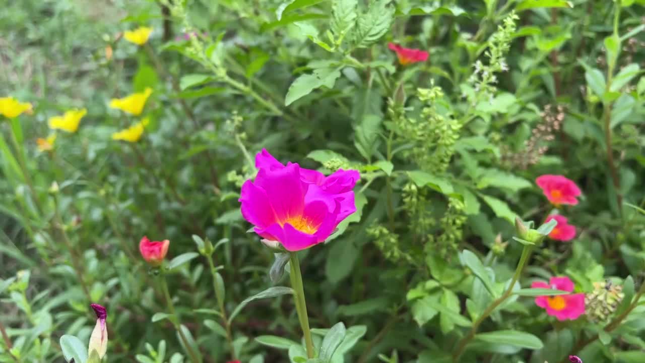 大自然花园中的马齿苋花视频素材