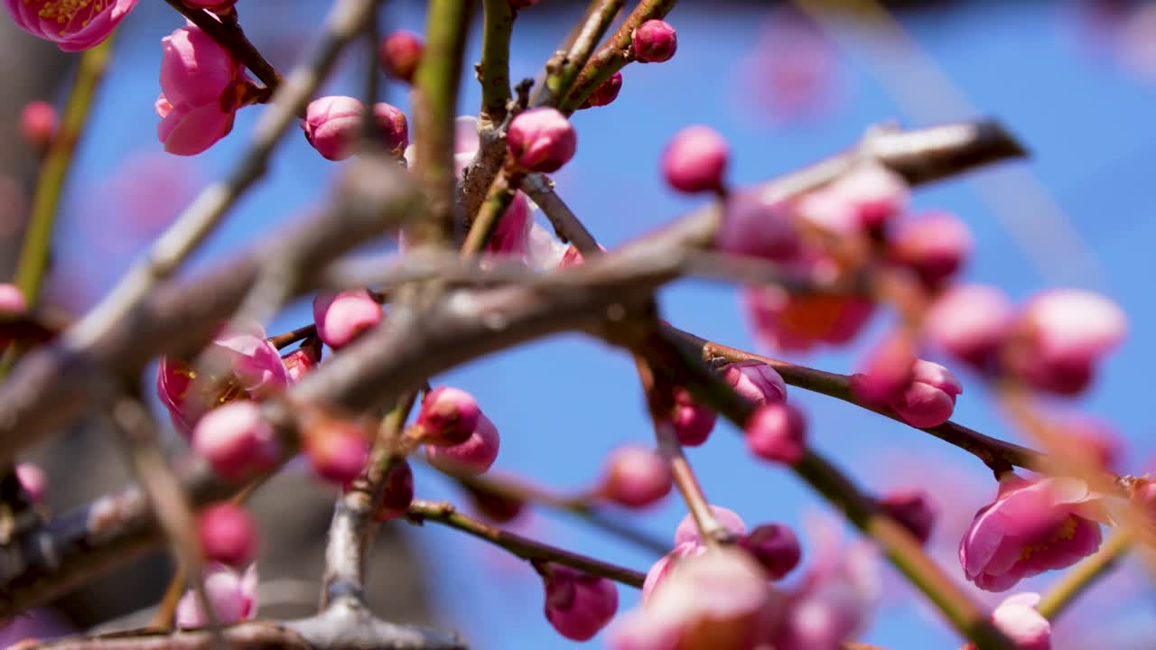 粉色梅花的倾斜视频。视频素材