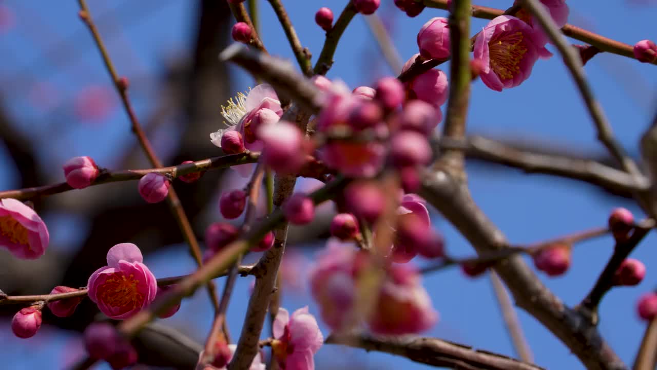 粉色梅花的倾斜视频。视频素材