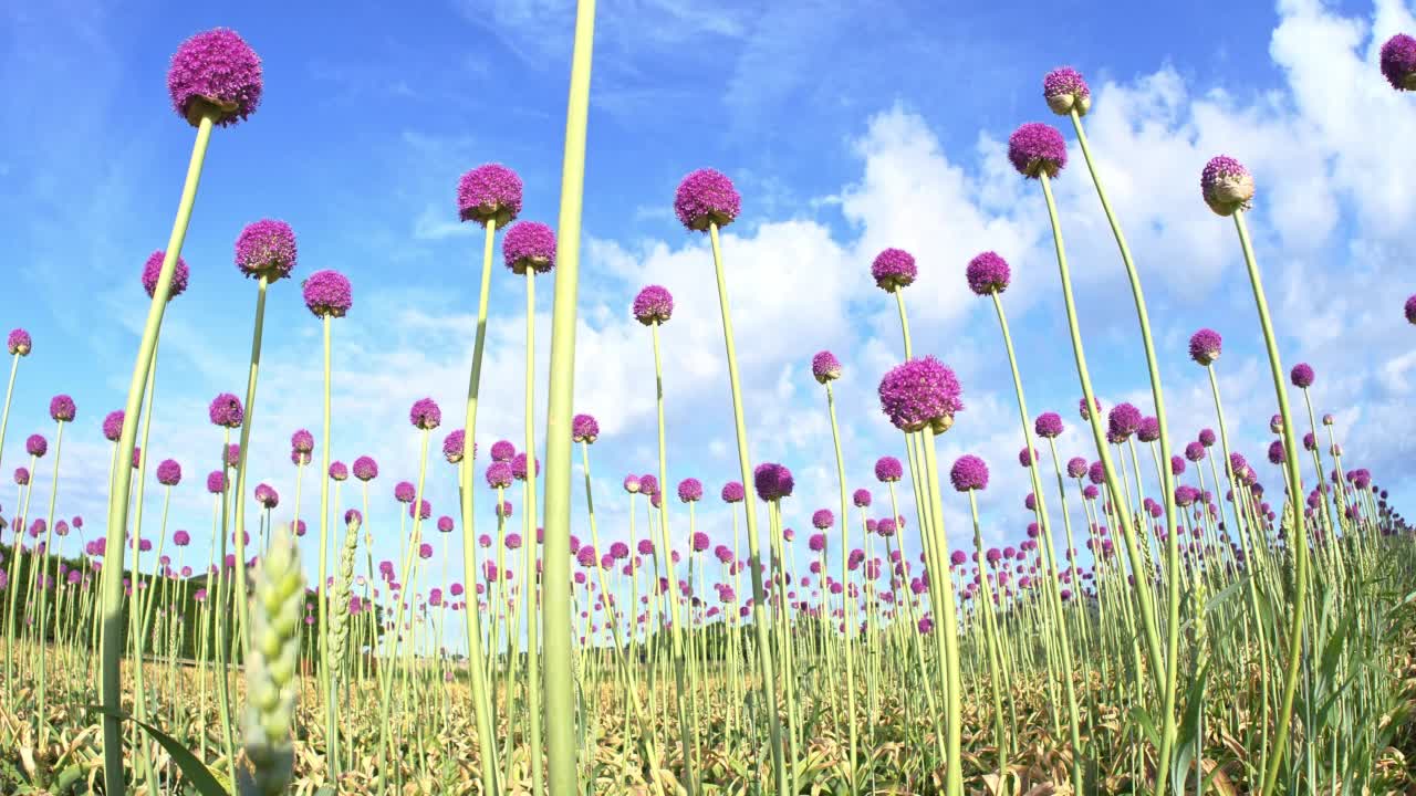 紫色的葱属植物的花。广角。从左到右平移镜头。视频素材