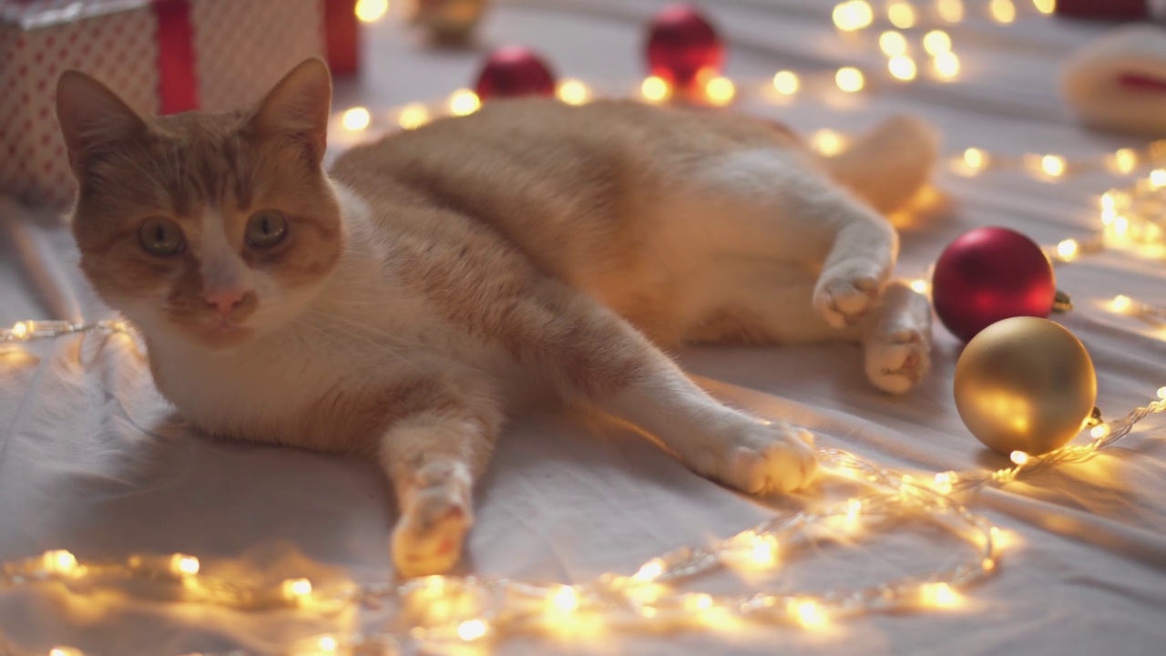 顽皮的猫和装饰性的玩具。一只白橙姜黄色的猫正在玩红色和金色的圣诞树球。新年佳节，在温馨舒适的圣诞彩灯下，包裹和礼物。视频素材