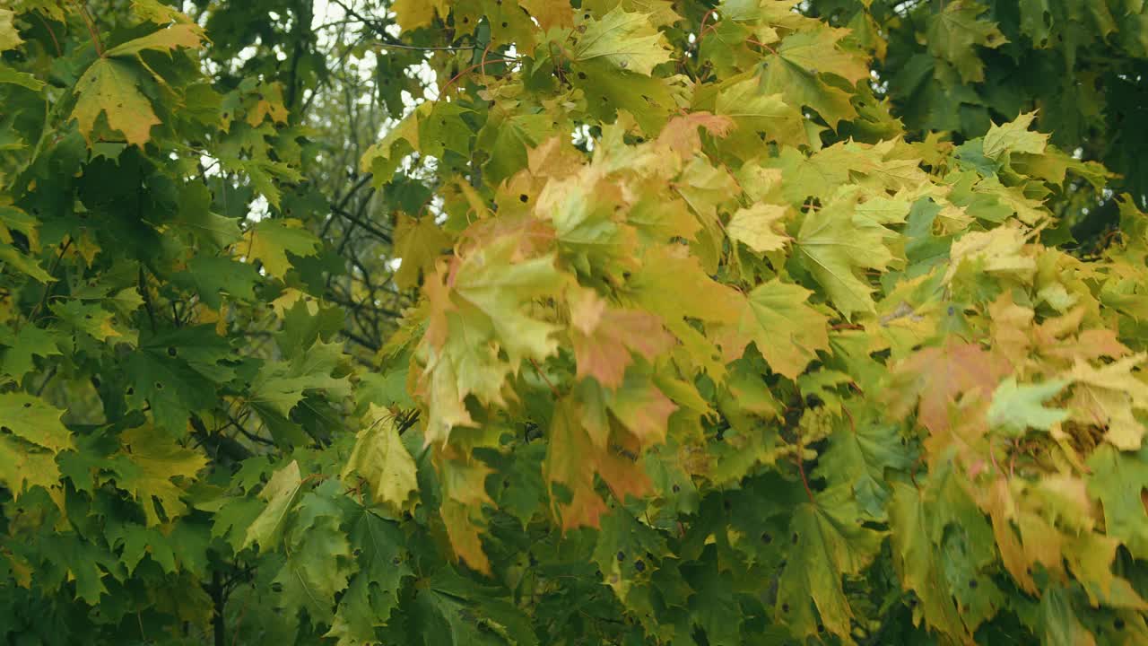 枫叶在风中摇曳。视频素材