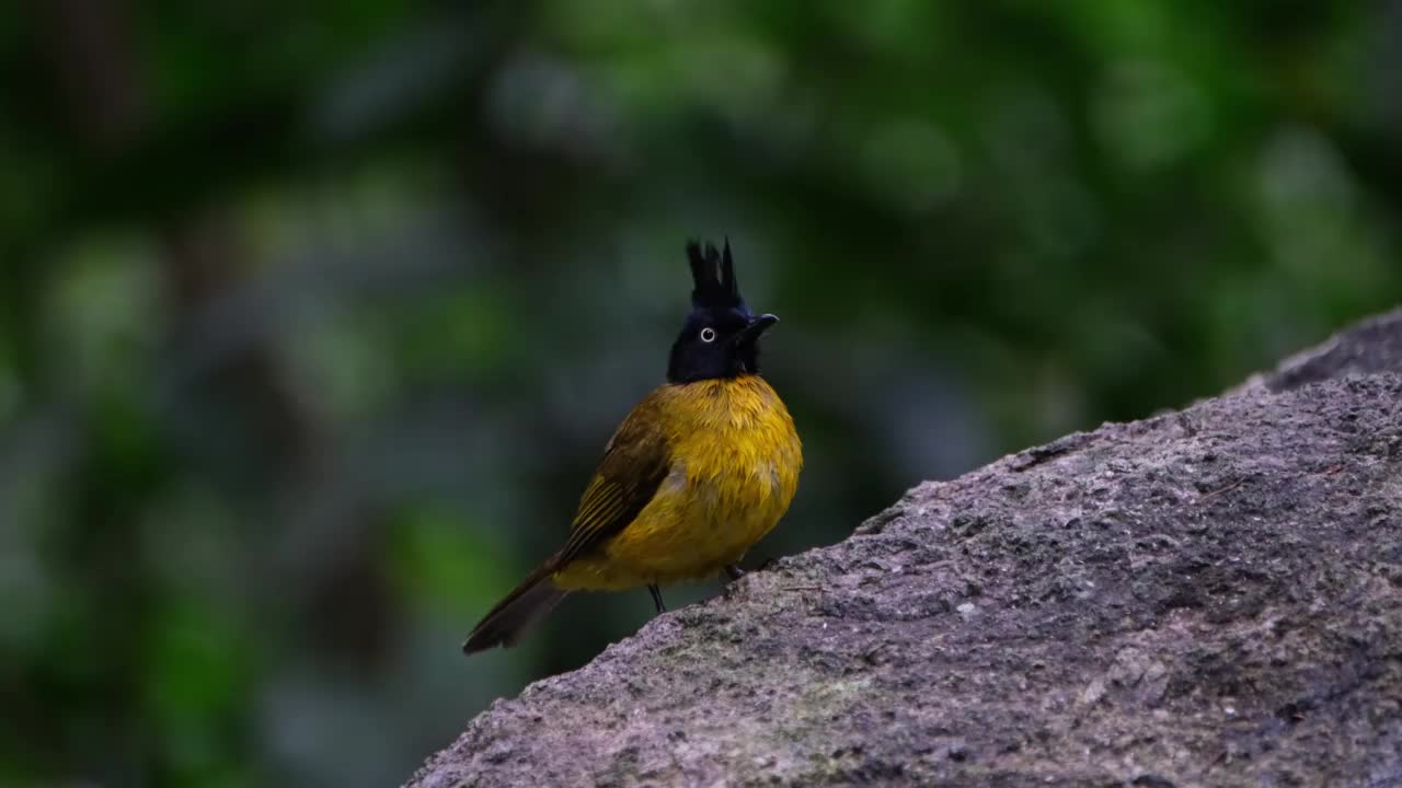 黑冠鳞毛蕨， 泰国视频素材