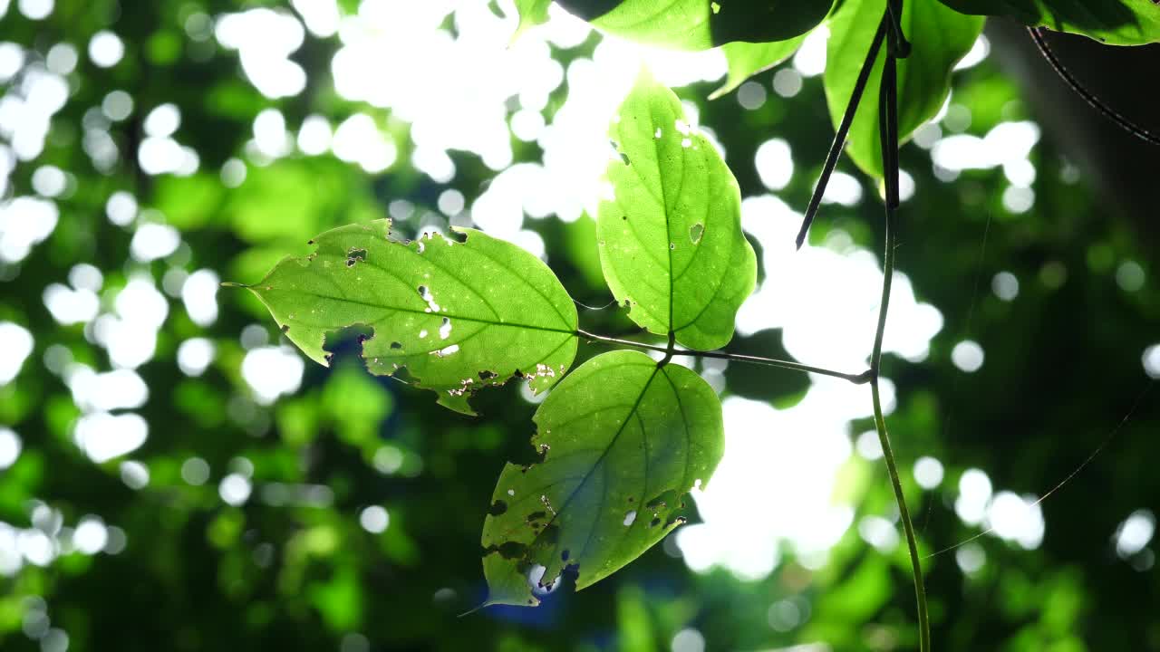 雨林中的树木和绿叶视频素材