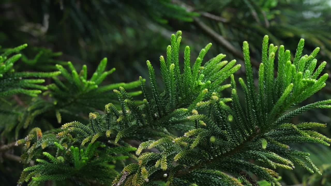 雨林中的树木和绿叶视频素材