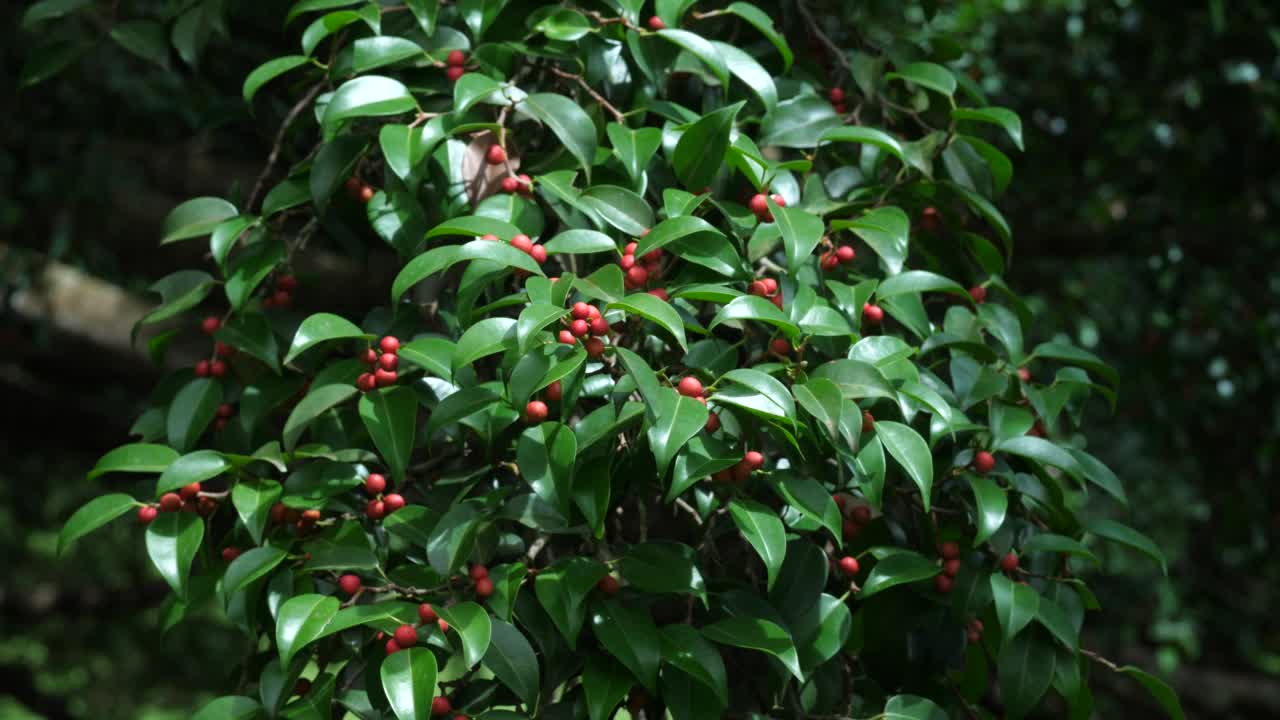 雨林中的树木和绿叶视频素材