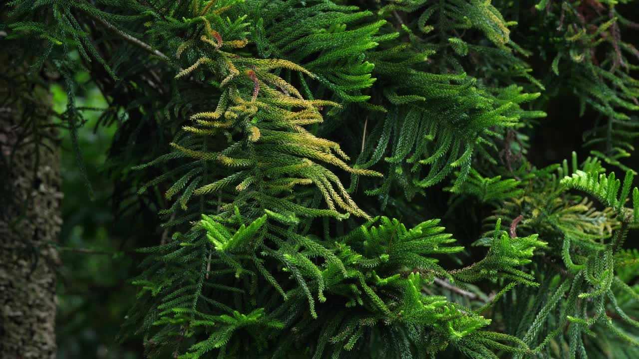 雨林中的树木和绿叶视频素材