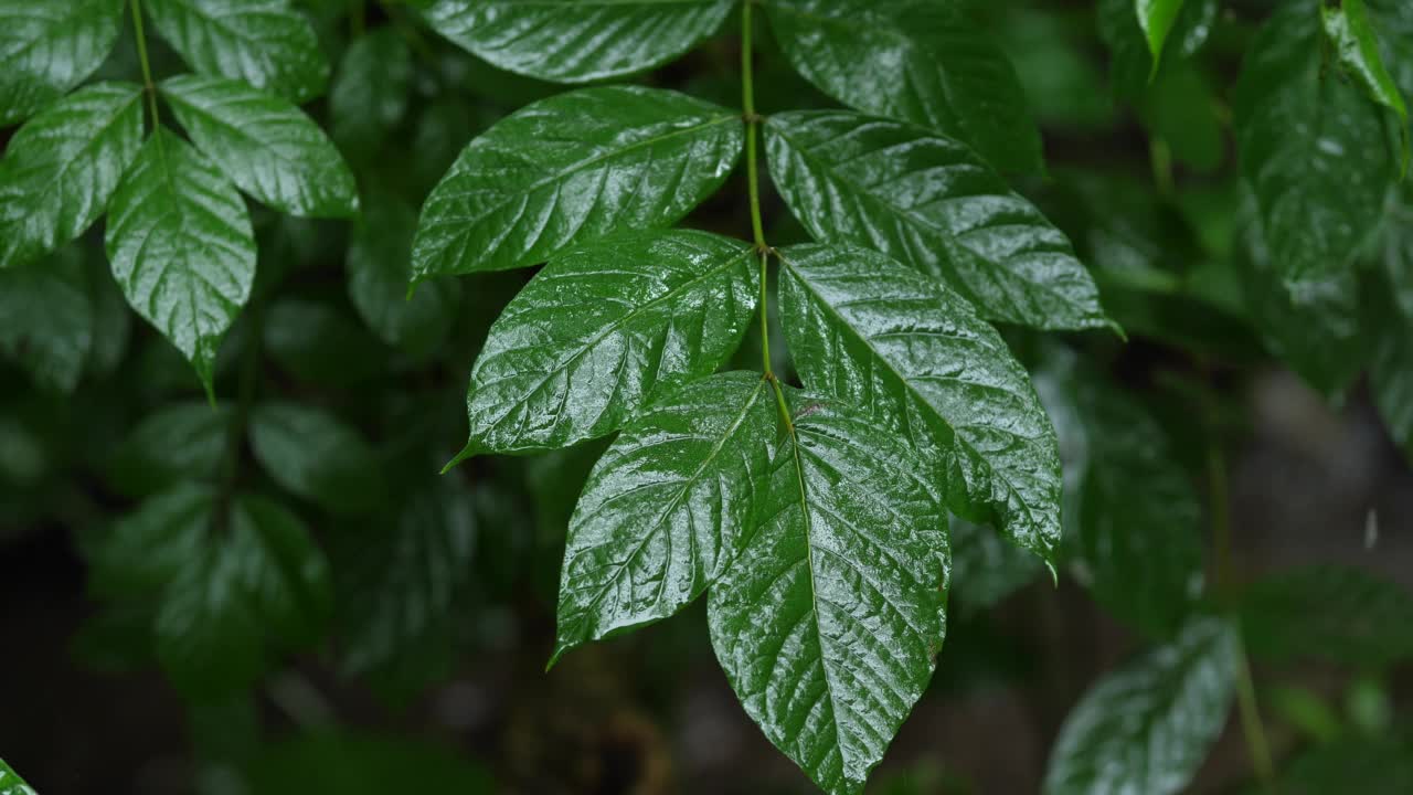 雨林中的树木和绿叶视频素材