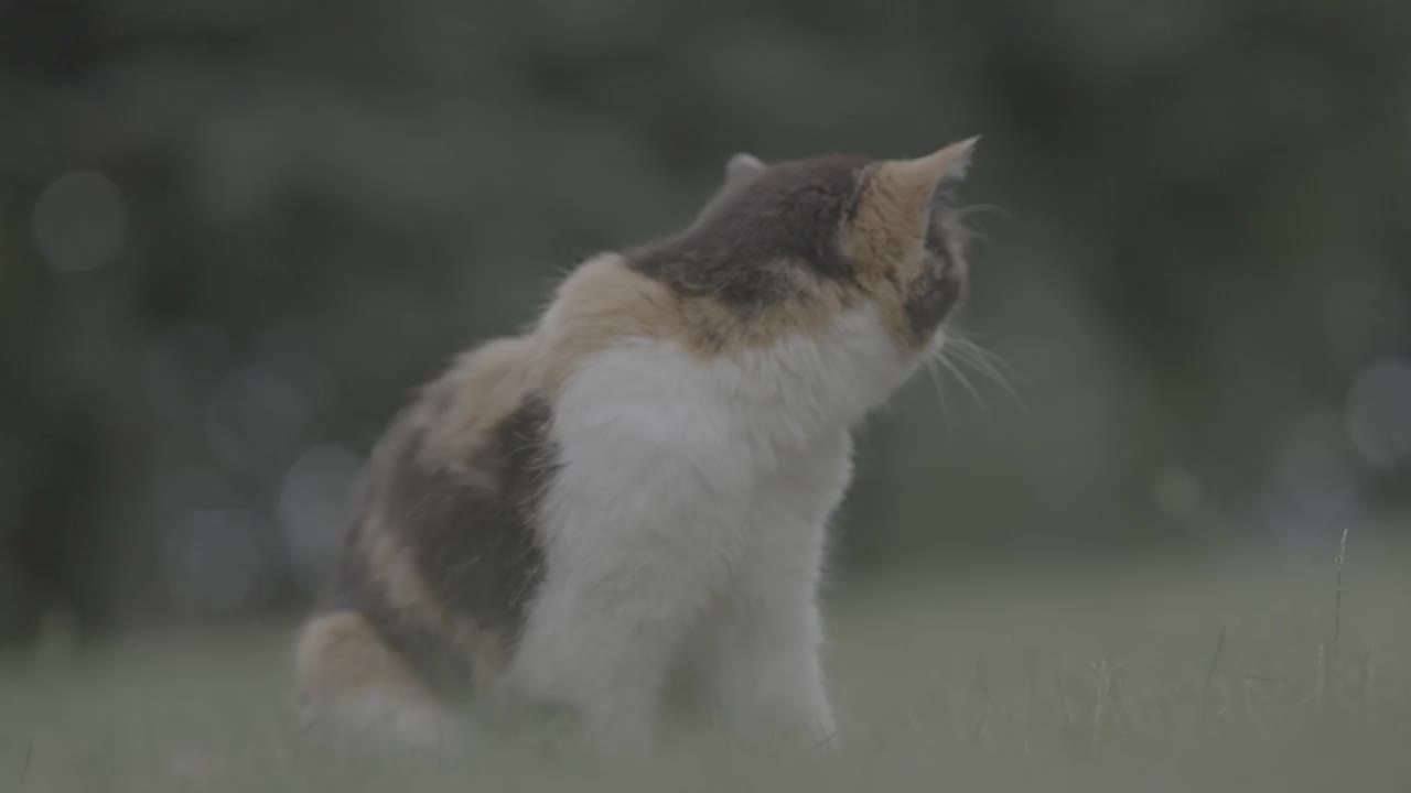 花猫坐在草地上，然后走开视频素材