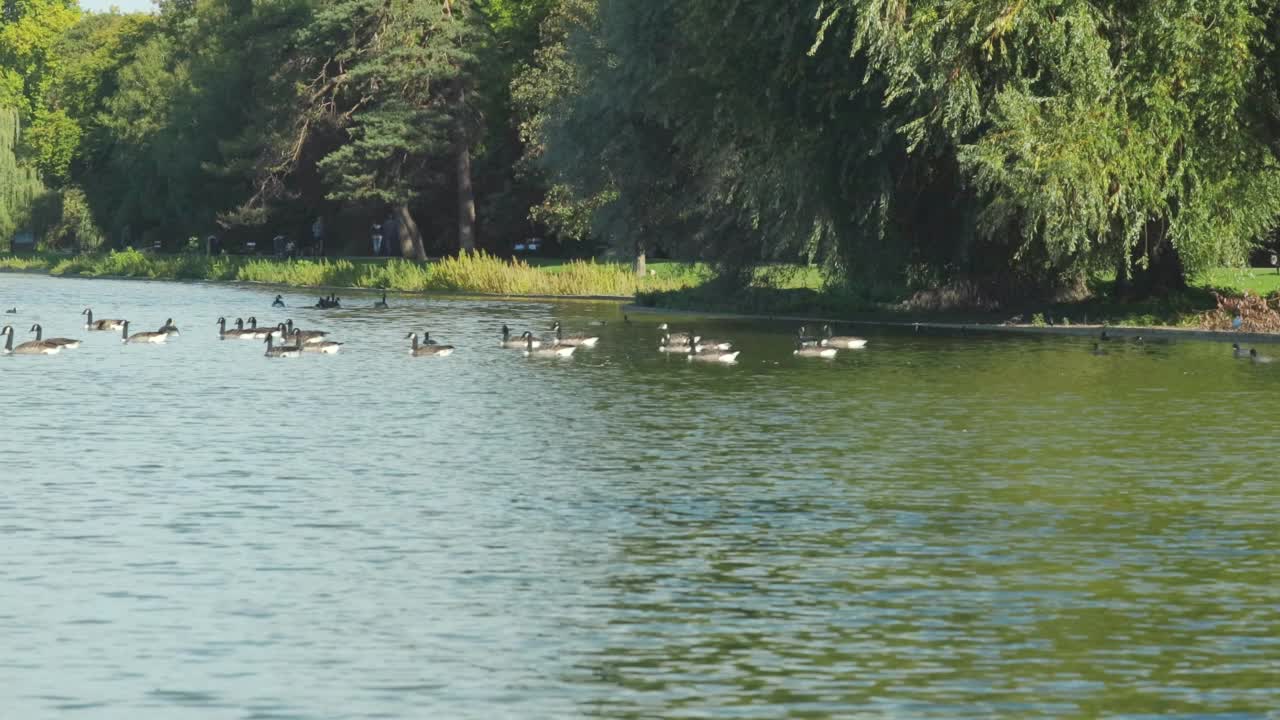 在英国赫特福德郡一个阳光明媚的日子里，鸭子在湖里游泳的镜头视频素材