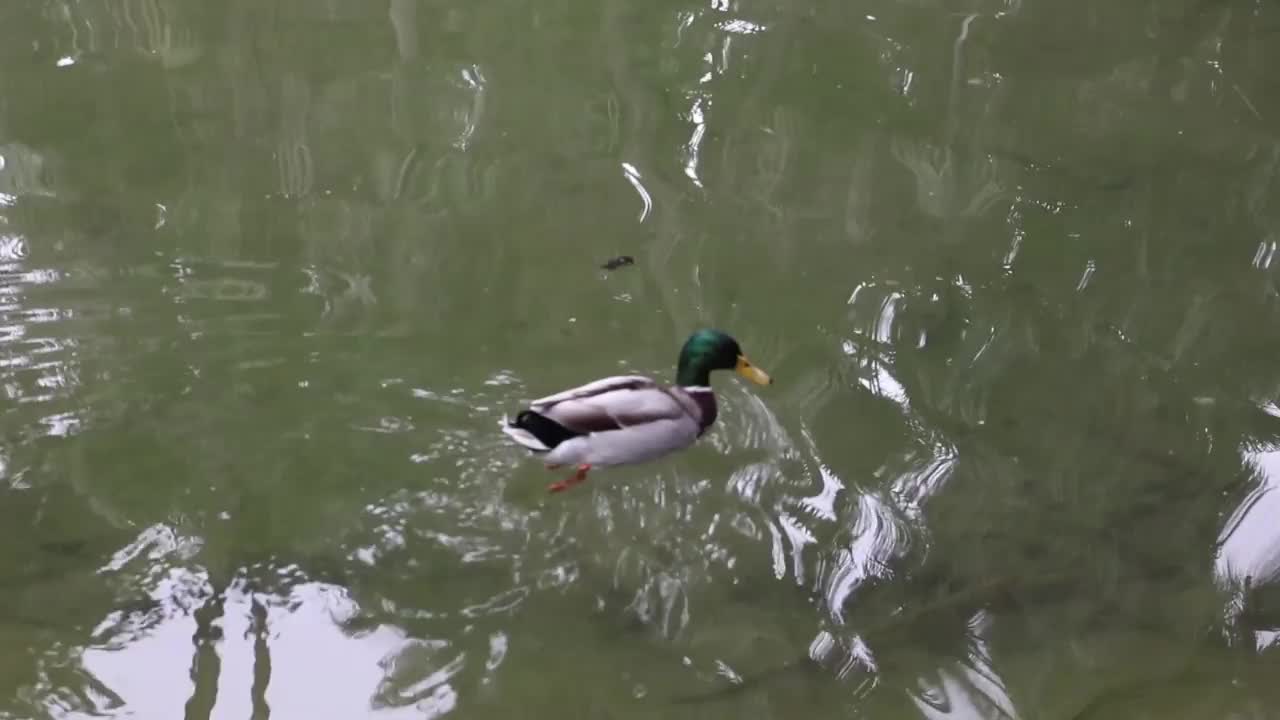 野鸭在清澈的湖面上游泳视频素材