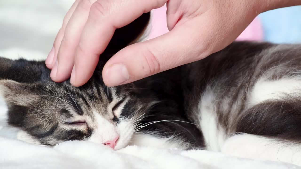 一只雄性的手抚摸着一只睡着的小猫。宠物的概念。家里有一只猫，气氛舒适。小猫在抚摸时睡着了视频素材