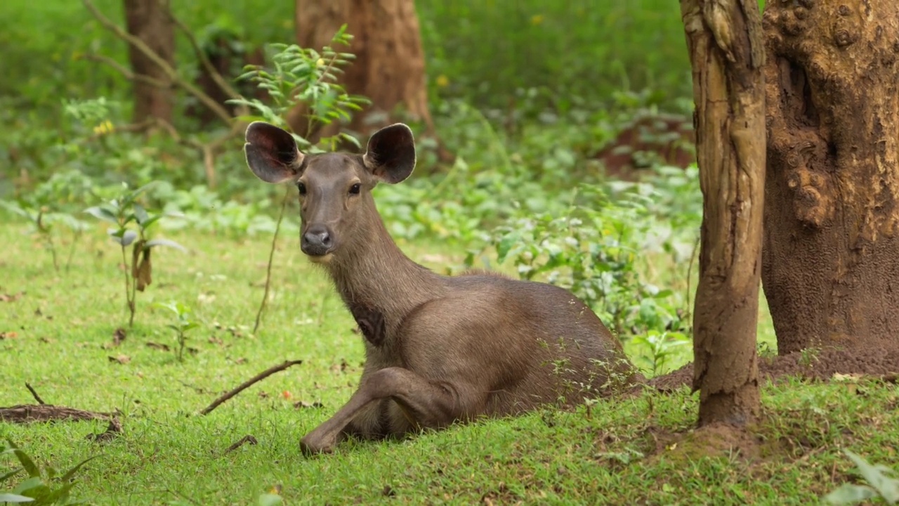 来自印度森林的桑巴鹿(Rusa unicolor)视频素材