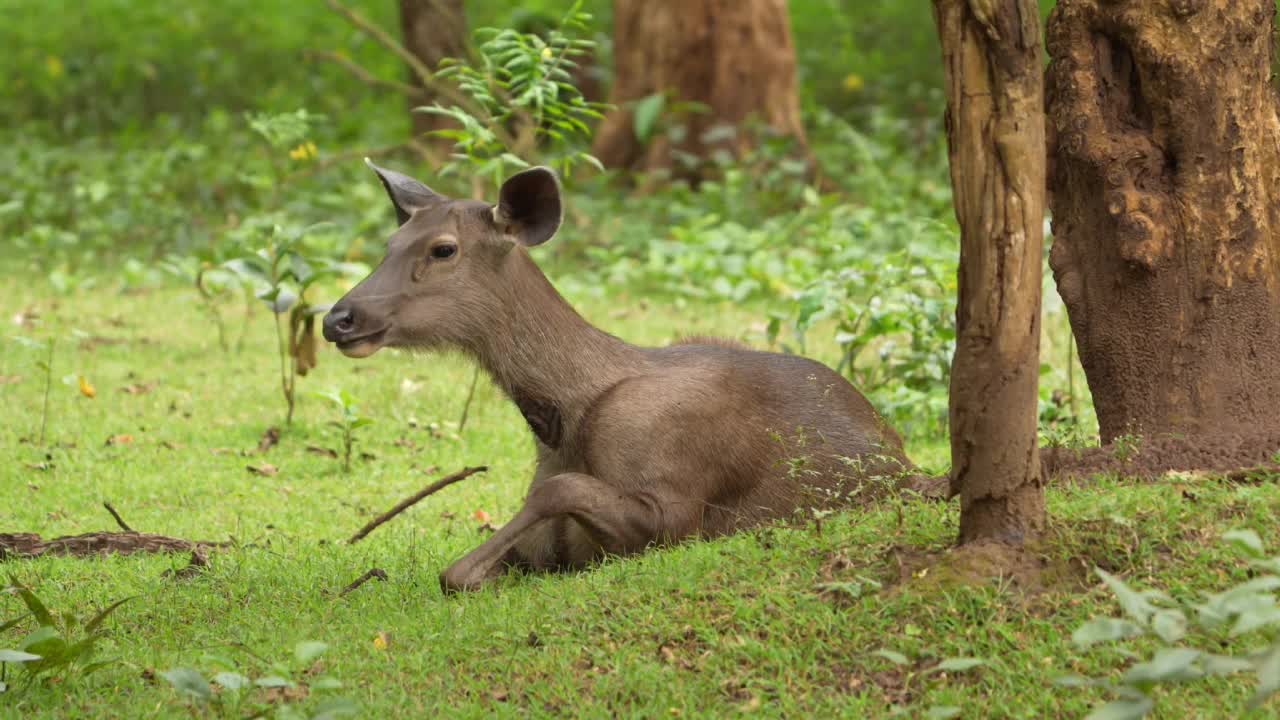 来自印度森林的桑巴鹿(Rusa unicolor)视频素材