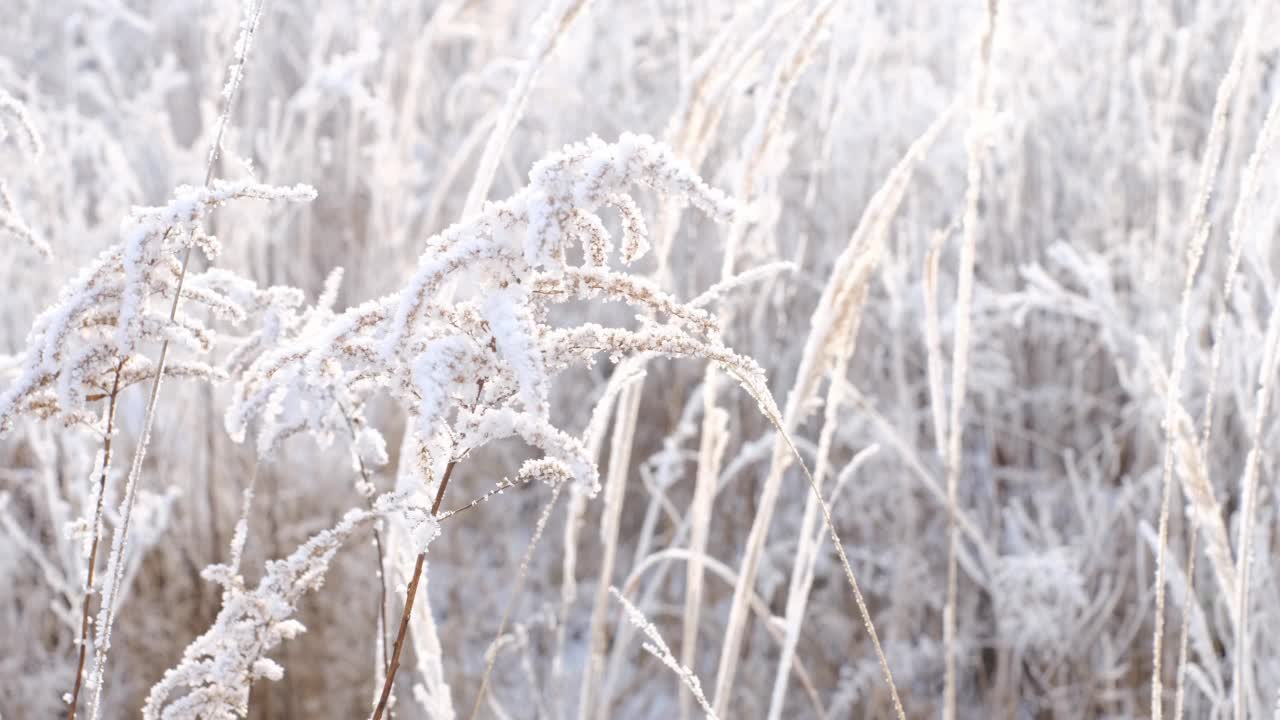 这种植物被冻住的树枝，覆盖着雪和霜，在风中摇摆。霜冻的开始寒冷的冬天时间视频素材