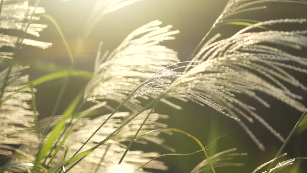 潘帕斯草在风中摇曳视频素材