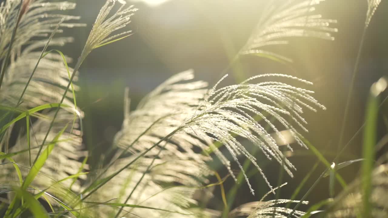 潘帕斯草在风中摇曳视频素材