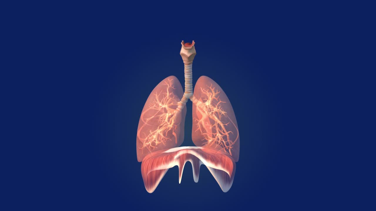 人类肺部保健医学背景视频素材