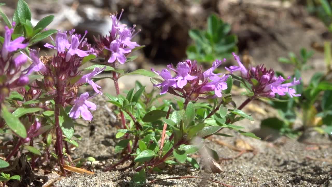 野生百里香在其自然栖息地随风荡漾视频素材